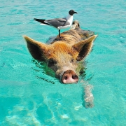swimming pig